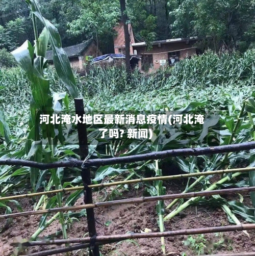 河北淹水地区最新消息疫情(河北淹了吗? 新闻)